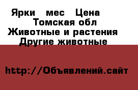Ярки 7 мес › Цена ­ 1 - Томская обл. Животные и растения » Другие животные   
